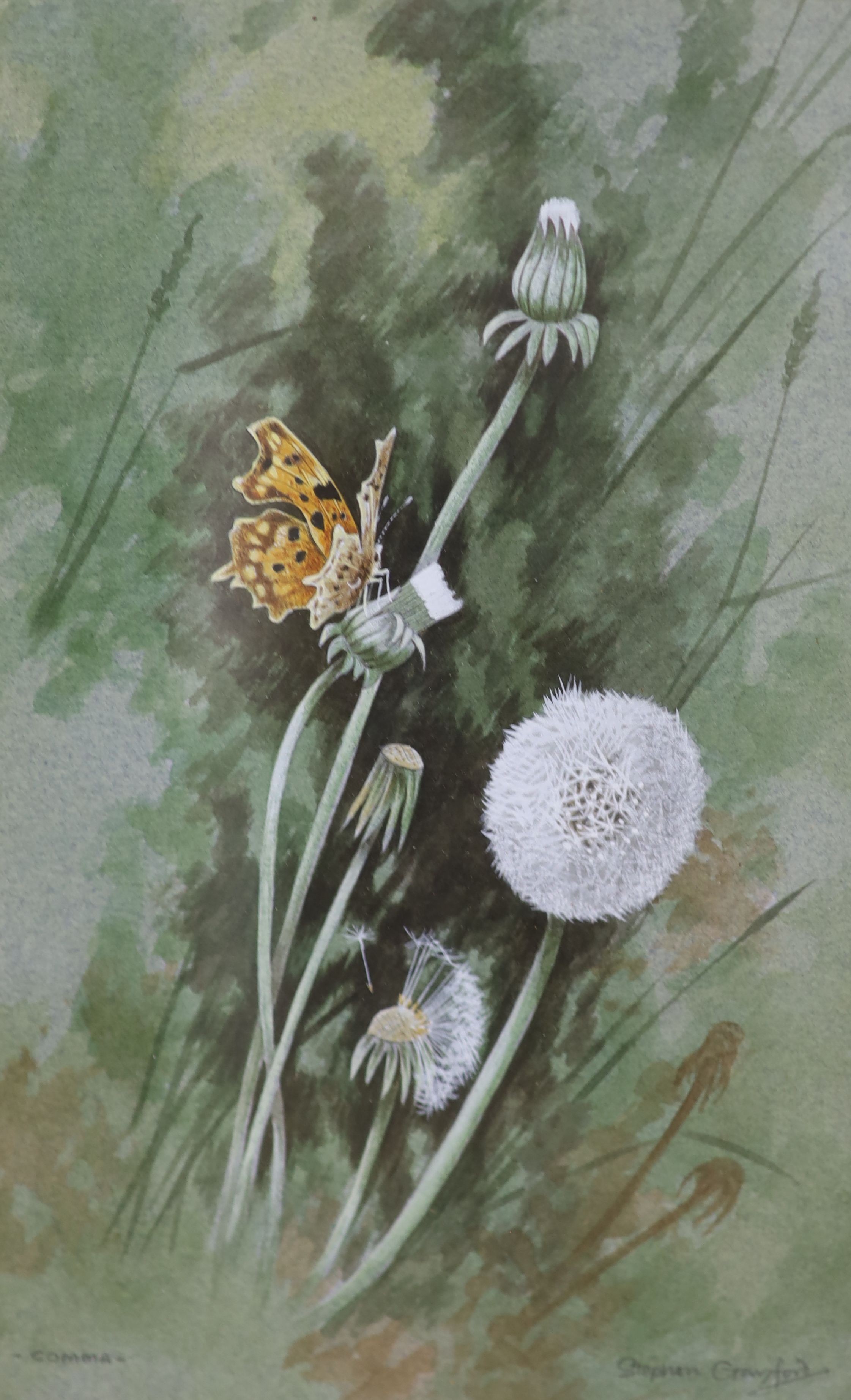 Stephen Gayford (1954-), watercolour, 'Comma' butterfly, signed, 21 x 13cm and a small watercolour landscape by K. Blackwood
